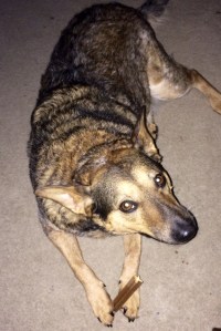 The Dog enjoying her morning snack