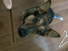 The Dog loves her morning treat!!!