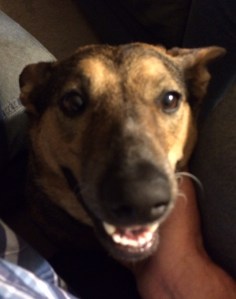 The Dog may go walking with me today.